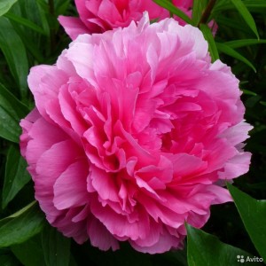 Пион Эдвин С. Биллз (Edwin C. Bills) - Р