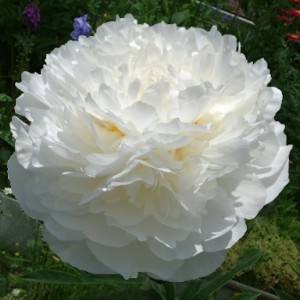 Пион Эльзас Лорайн (Elzas Lorein)