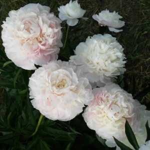 Пион Аншантрес (Enchanteresse) - Б