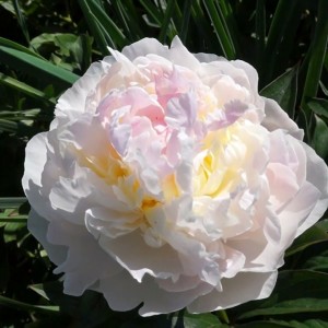 Пион Флоренс Николс (Florence Nicholls) - Б