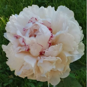 Пион Роз Мари Линс (Rose Marie Lins) - Б