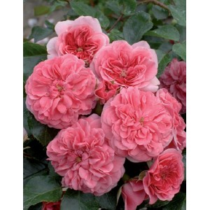 Роза Ле Катр Сезон (Les Quatre Saisons) (почвопокровные)